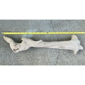 Ohio River Driftwood 20.5"x5"x3"